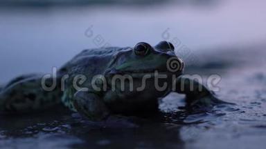 青蛙靠近池塘